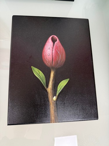 Pop tulipano nero con perla - tulipano,