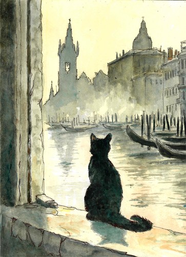 Cat watching misty - cat, venice