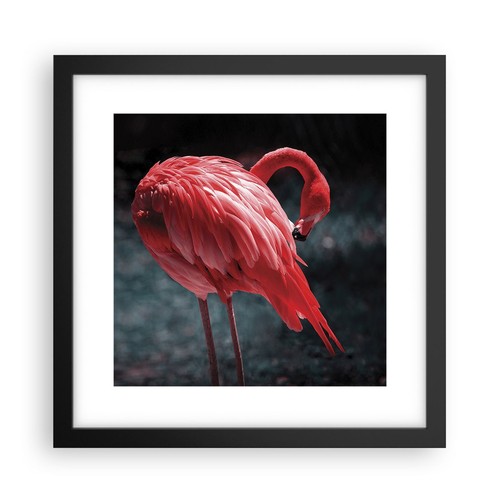 Poster 30x30cm fenicottero - poster,