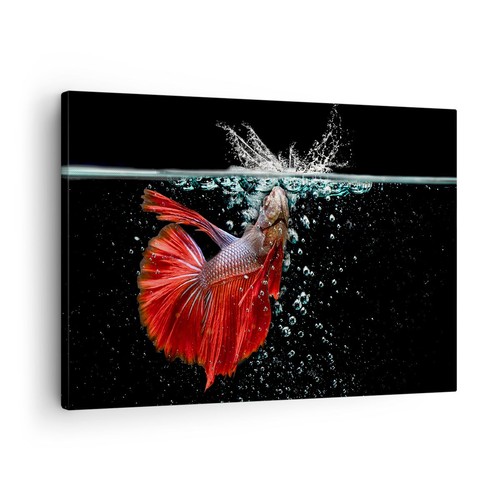 Quadro tela 70x50cm - 70x50cm, pesce